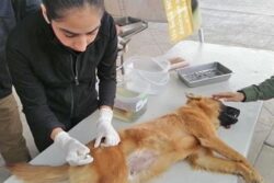 Pachuca inicia jornadas gratuitas de esterilización canina y felina